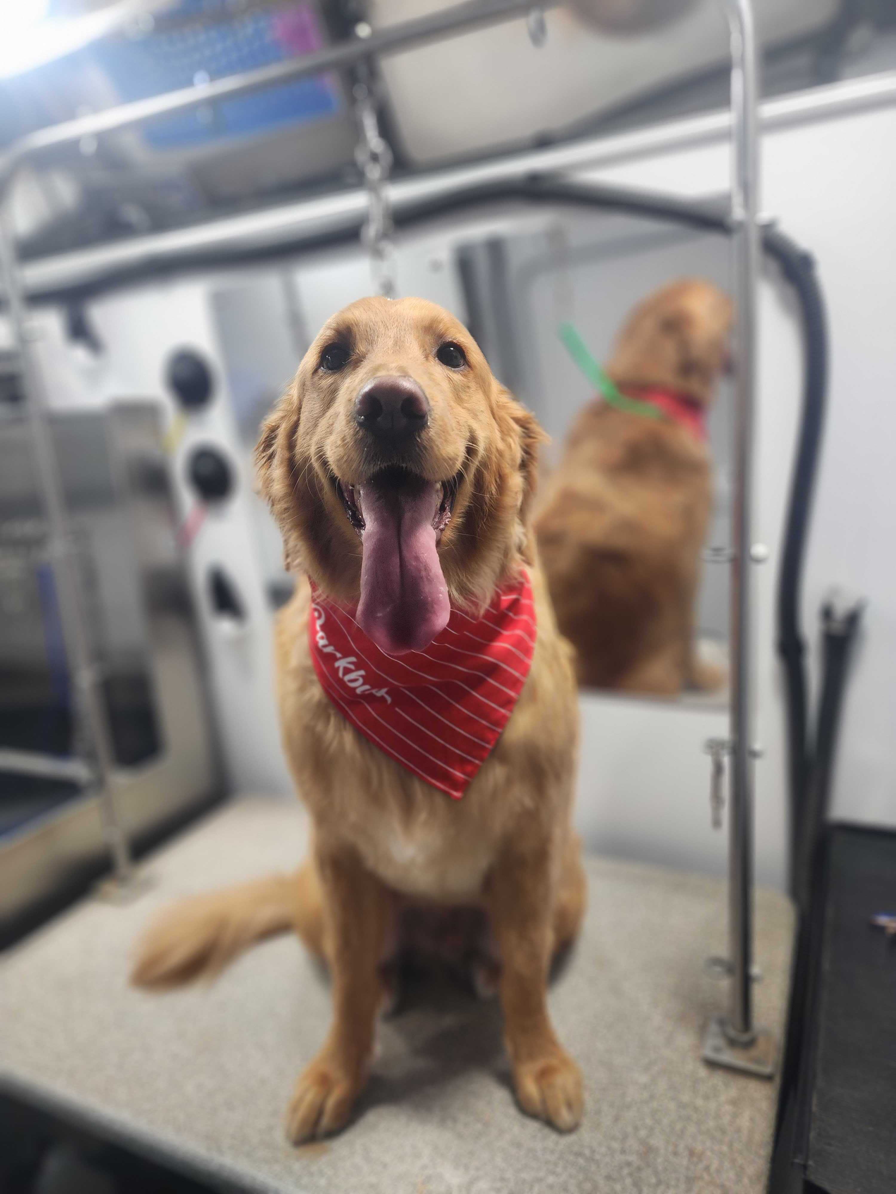 Winslow in a red Barkbus bandana